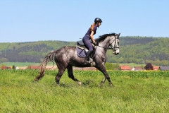 Reiten im Mai - Reitbild im Anflug auf ein Rapsfeld