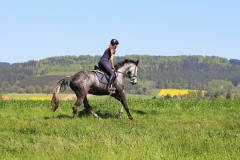 Reiten im Mai - Reitbild im Anflug auf ein Rapsfeld
