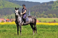 Reiten im Mai - Reitbild am Rapsfeld