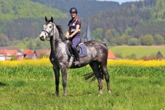 Reiten im Mai - Reitbild am Rapsfeld