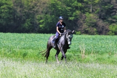 Reiten im Mai - Reitbild am Rapsfeld