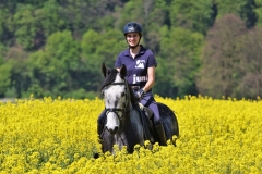Reiten im Mai - Reitbild im Rapsfeld