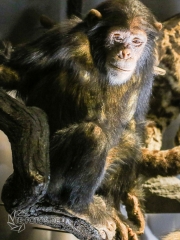 2018-01-06_12-48-58_96