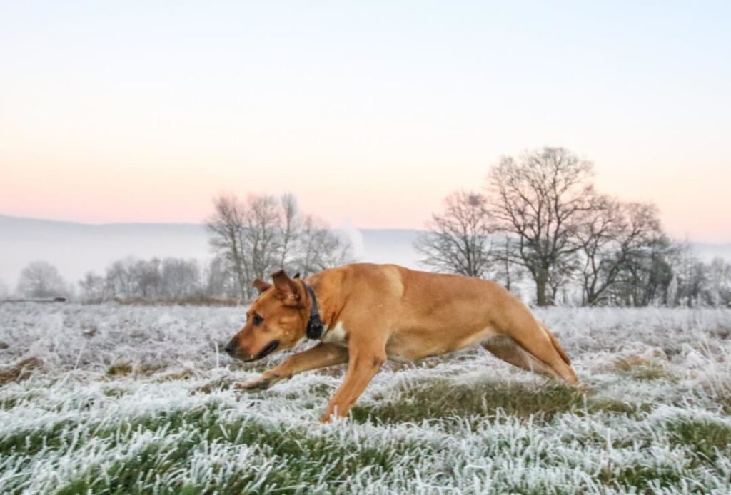 Hundeshooting mit Frieda