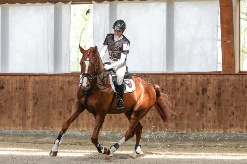 Hengstschau Gut Staffelde