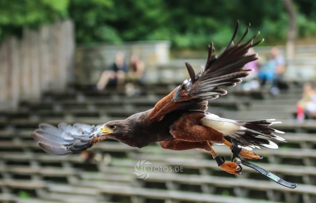 Flugshow im Tierpark Berlin