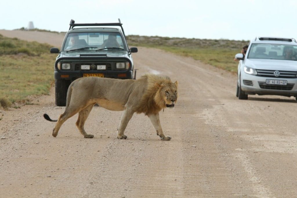 wilde Tiere im Etosha Nationalpark in Namibia