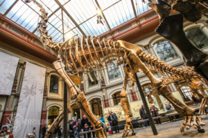 Naturkundemuseum Berlin - Museum zum Anfassen