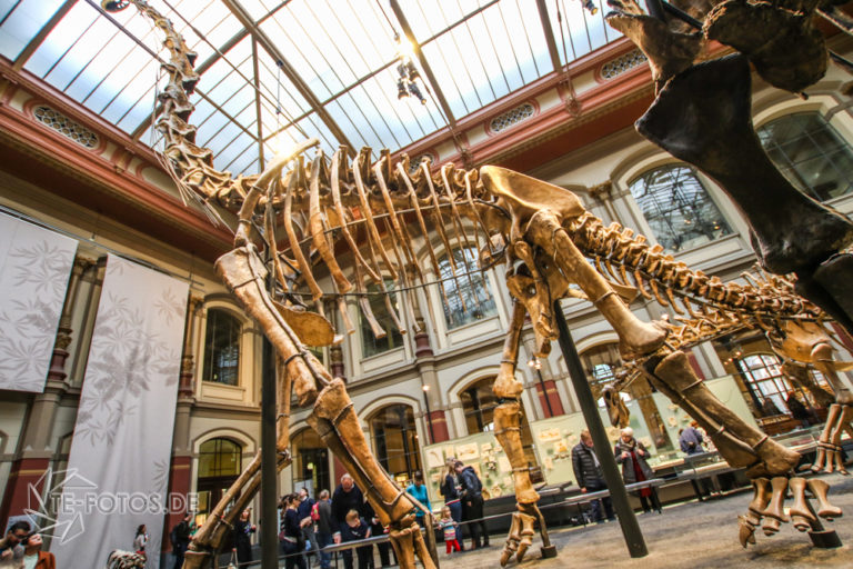 Naturkundemuseum Berlin - Museum zum Anfassen