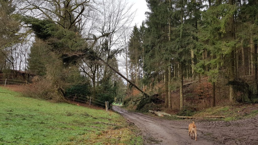 Sturmtief Frederike wütet im Solling und Weserbergland