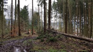 Orkantief / Sturmtief Frederike wütet auch im Solling / Weserbergland