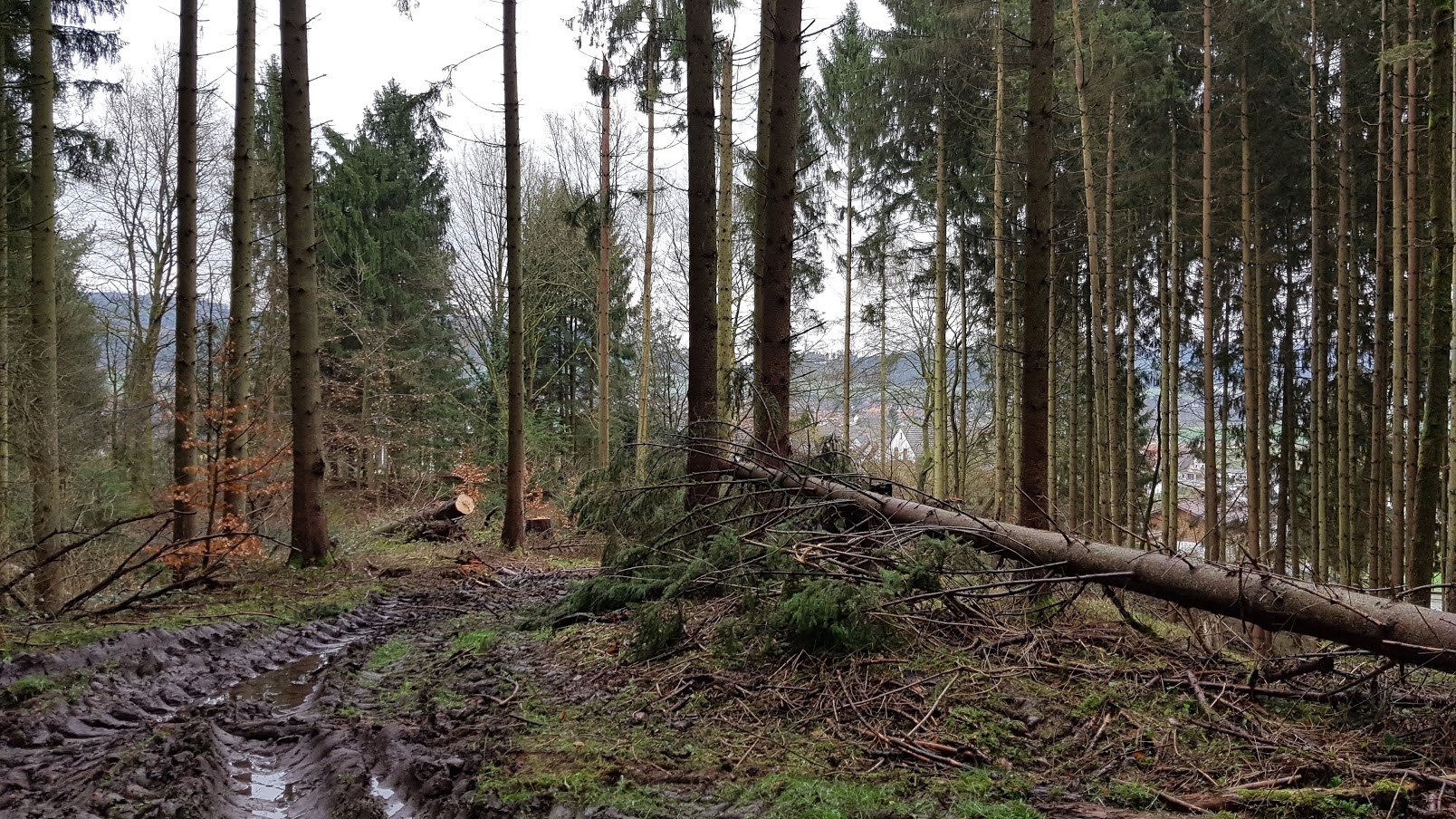 Orkantief / Sturmtief Frederike wütet auch im Solling / Weserbergland