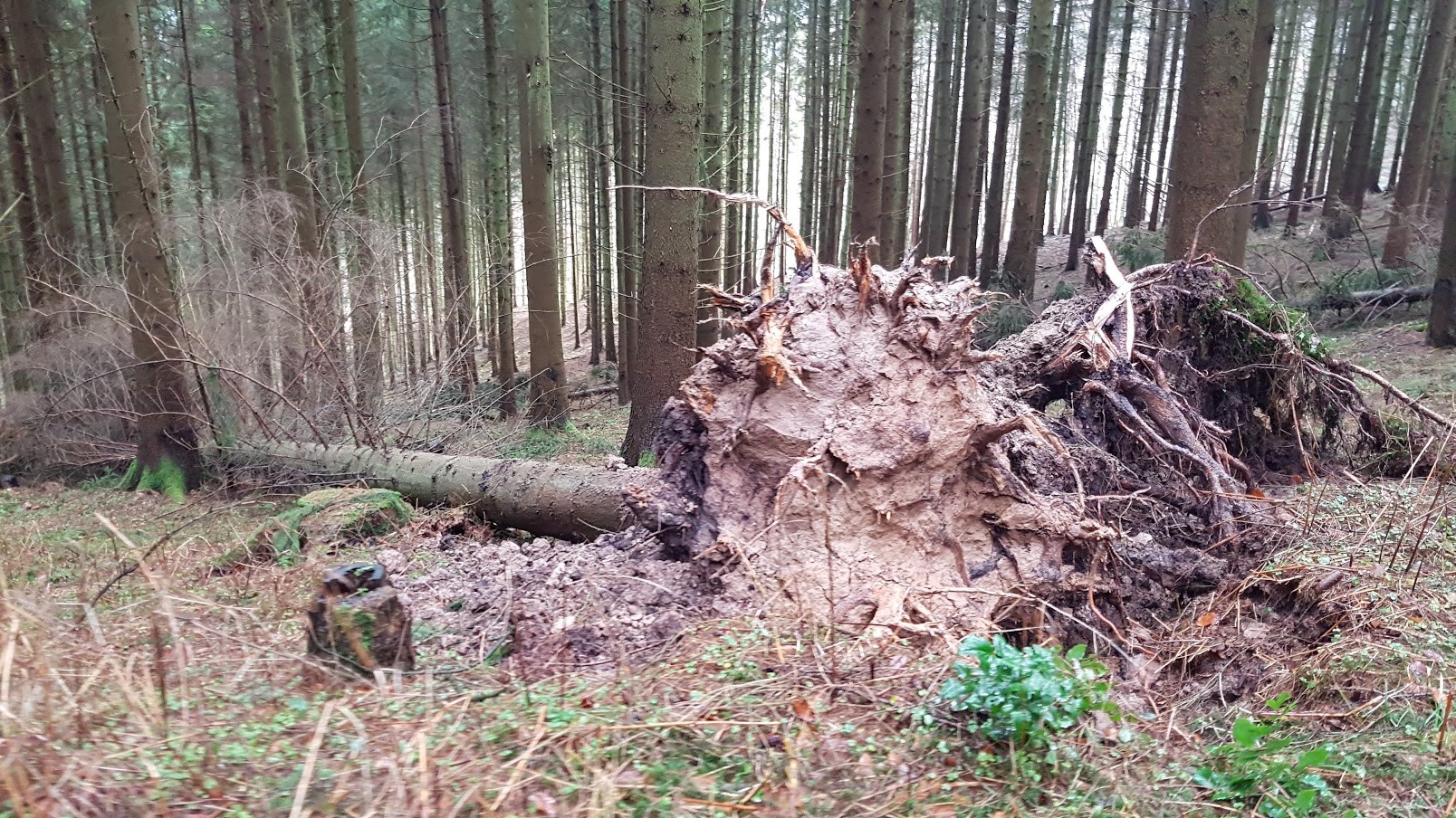 Orkantief / Sturmtief Frederike wütet auch im Solling / Weserbergland