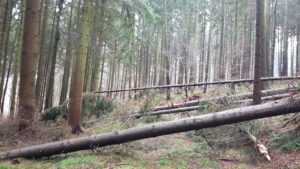 Orkantief /Frederike wütet auch im Solling / Weserbergland