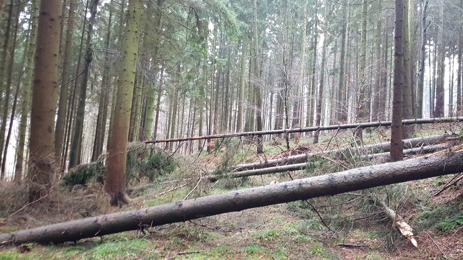 Orkantief /Frederike wütet auch im Solling / Weserbergland