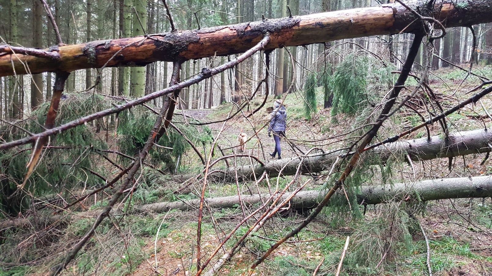 Orkantief / Sturmtief Frederike wütet auch im Solling / Weserbergland