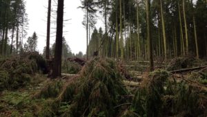 Orkantief /Frederike wütet auch im Solling / Weserbergland
