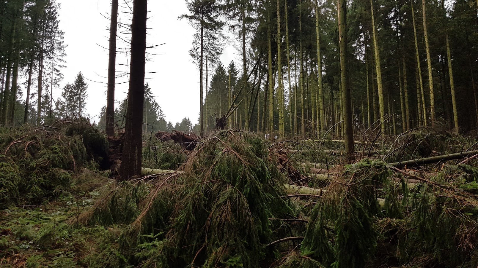 Orkantief /Frederike wütet auch im Solling / Weserbergland