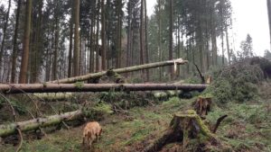 Orkantief /Frederike wütet auch im Solling / Weserbergland