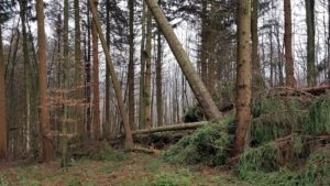 Orkantief /Frederike wütet auch im Solling / Weserbergland