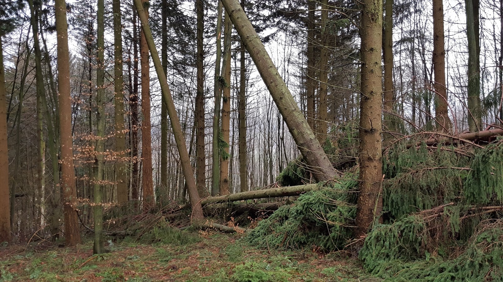 Orkantief /Frederike wütet auch im Solling / Weserbergland